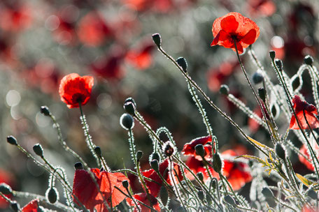 Les coquelicots du Printemps