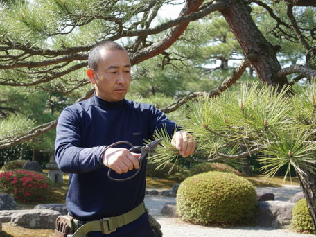 八王子市で剪定する植木屋「纏造園」