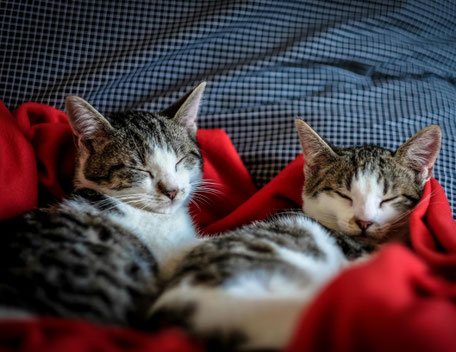 Beruhigung für Katzen - Ruhe als Teil des Katzenalltags