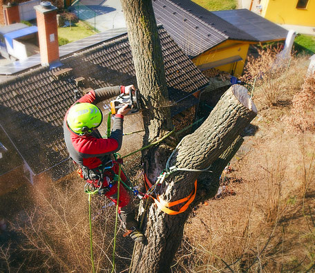 Baumpflege mit Seilklettertechnik