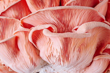 Detailreiche Makroaufnahme eines rosa Pilzes. Abstrakt wirkende Struktur eines Rosenseitlings, die die Ästhetik natürlicher Lebensmittel sichtbar macht.