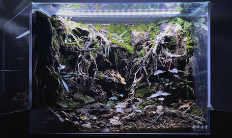 レイアウトセット【LSB016】 スマトラブランチウッド 水槽 まとめ買い対応 レイアウトセット【LSB016】 スマトラブランチウッド 水槽