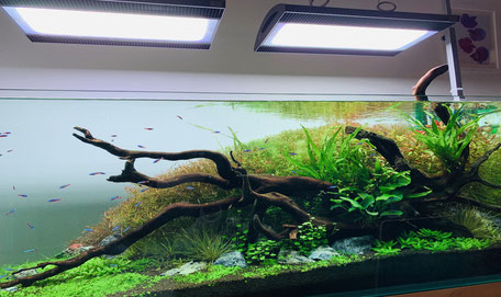 流木を使用した水槽レイアウト 水槽素材 流木を使用した水槽レイアウト 水槽素材