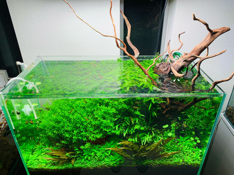 30センチ水槽セット ada fisiorad.pt