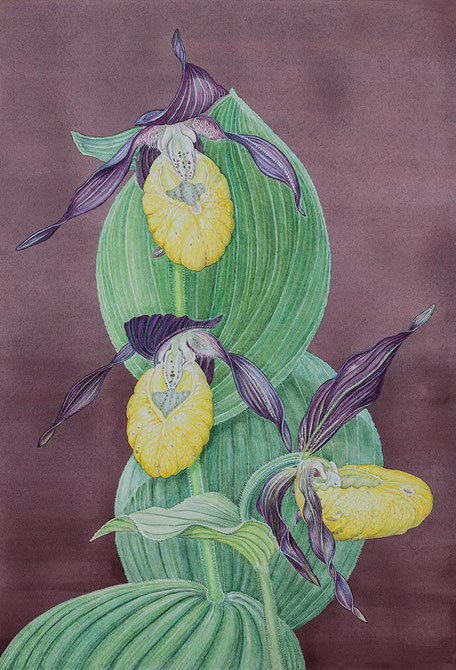 Frauenschuh – Cypripedium calceolus / © Eva Köhler