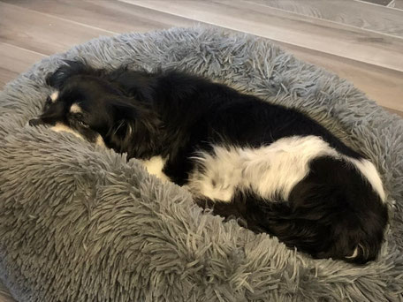 Pinù, wurde von mir adoptiert, als sie ca. 9 Jahre alt war. Sie hat 2025, nach 3 Jahren im neuen Leben, den Kampf gegen den Krebs verloren.