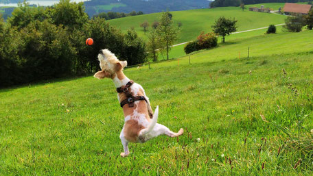 Hund Ballspiel mit Mensch
