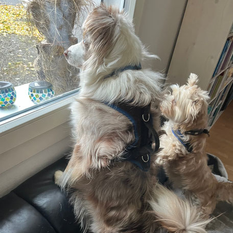 Trennungsstress Training Hund Zusammenleben mit Hund