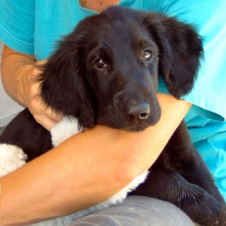 Hundetrainer Ausbildung Schweiz Welpentraining
