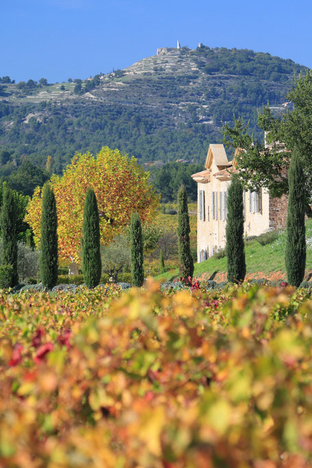 maison de XVIII eme siècle au coeur des vignes