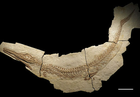 Fossil of the marine crocodile Cricosaurus albersdoerferi.