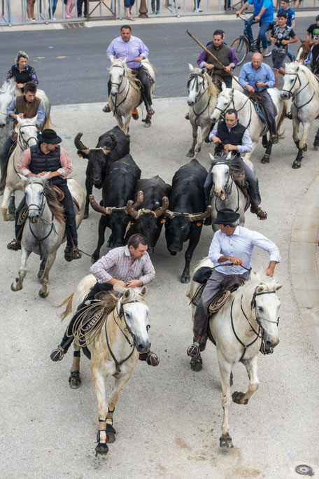 visiter la camargue en deux jours