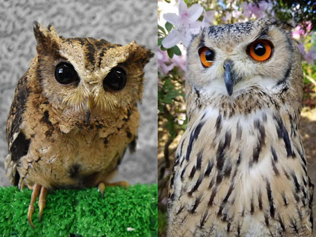 最終値下げ エニッドコリンズ owl &pussy cat 猫とフクロウ 最終 最終値下げ エニッドコリンズ owl &pussy cat 猫とフクロウ 最終