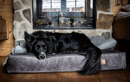 Bergurlaub mit Hund, Hotels im Lechtal, Urlaub mit Hund im Lechtal, Hundechalet, Benglerwald