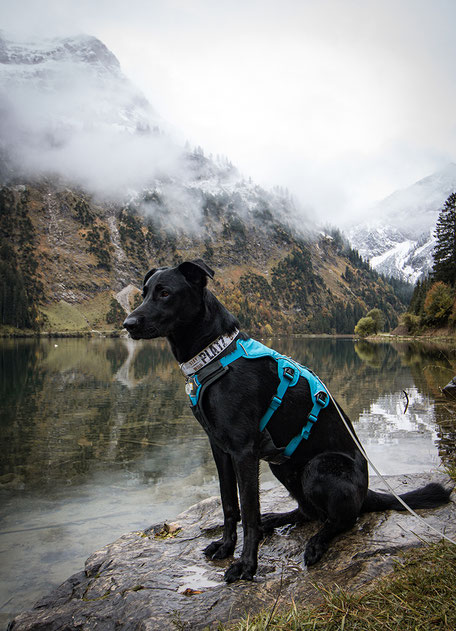 Wandern mit Hund, Urlaub mit Hund, Bergurlaub mit Hund, Tirol, Tannheimer Tal, Vilsalpsee