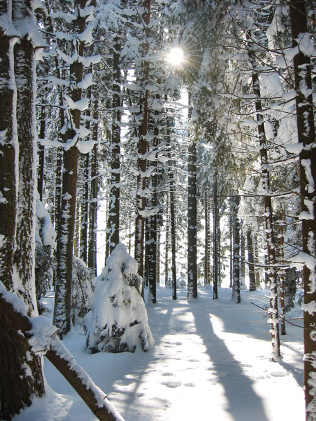 Tief verschneiter Wald mit Sonnenstrahlen zwischen den Bäumen.