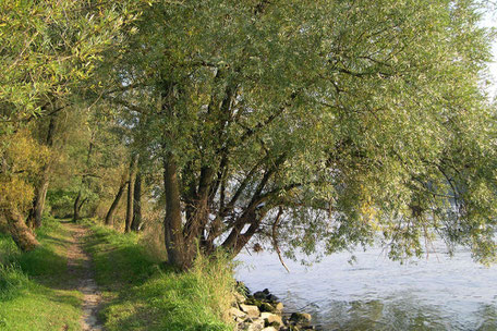 Donaupfad am Donau-Panoramaweg