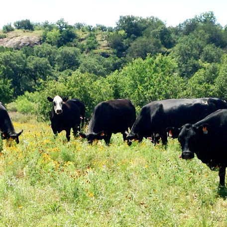 Some very curious new friends at a beautiful ranch in Mason, Texas.
