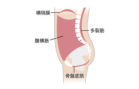 横隔膜、腹横筋、多裂筋などの体幹
