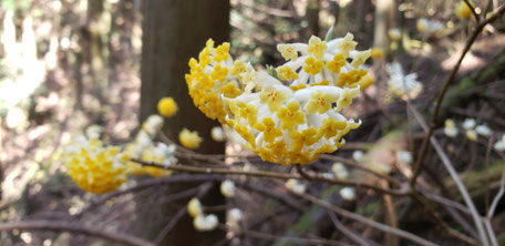 ミツマタの花