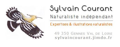 logo Sylvain Courant