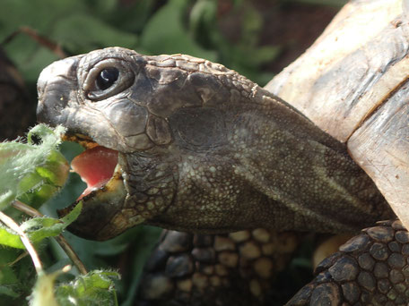 Griechische Landschildkröten Zucht Bad Zwischenahn Niedersachsen