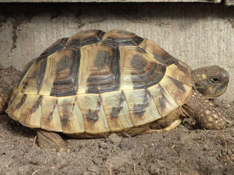 Griechische Landschildkröten Zucht Bad Zwischenahn Niedersachsen
