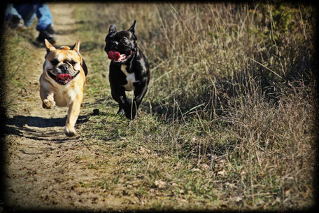 Bouledogue français Maddox & Hiro