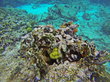 Turks et Caïcos /Providentiales /Baie de Grace (Grace bay beach) /Bahamas 