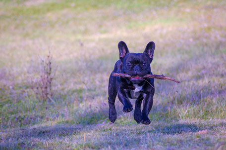 bouledogue français Hiro