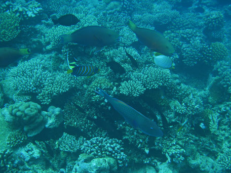 Maldives : aquarium reef