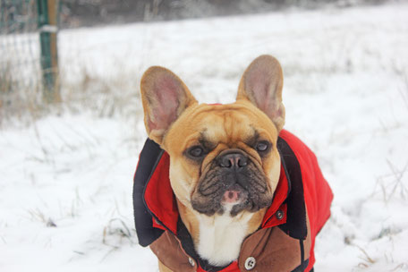 bouledogue français Maddox