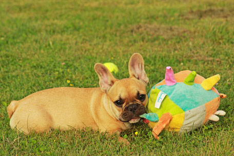 bouledogue français Maddox