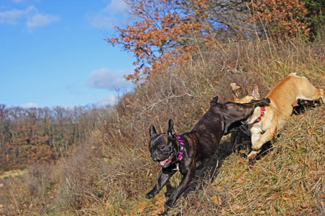 bouledogue français Hiro