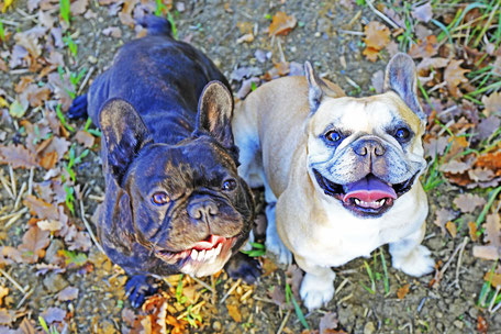 Bouledogue français Maddox & Hiro