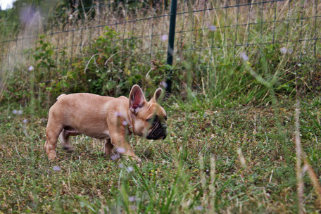 bouledogue français Maddox