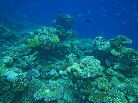 Maldives : aquarium reef