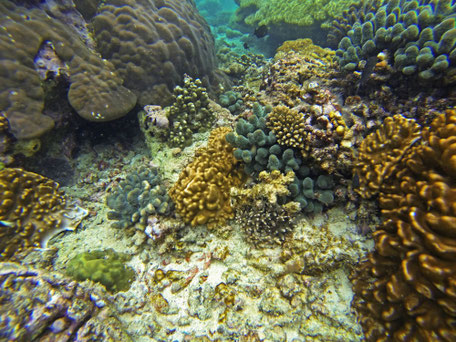 Afrique du Sud / Mozambique Benguerra Island / Bazaruto.