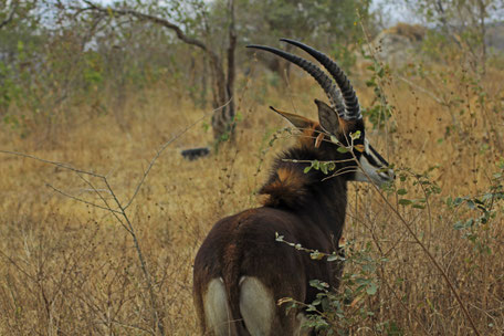 Afrique du Sud / Mozambique 