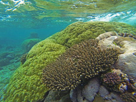 Afrique du Sud / Mozambique Benguerra Island / Bazaruto.