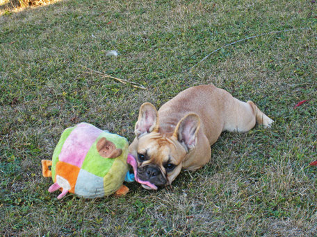 bouledogue français Maddox