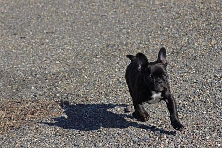 bouledogue français Hiro