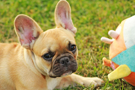 bouledogue français Maddox