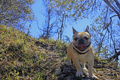 bouledogue français Maddox