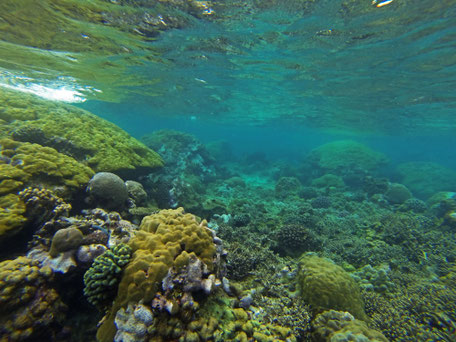 Afrique du Sud / Mozambique Benguerra Island / Bazaruto.