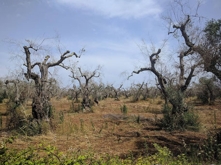 Olivenhain mit Xylella fastidiosa bei Surano. Foto: Sjor