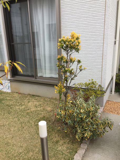 雑木で作る小スペースの庭 柳華園 雑木で作る小スペースの庭 柳華園