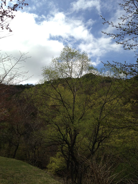 内山ダム周辺の芽吹き