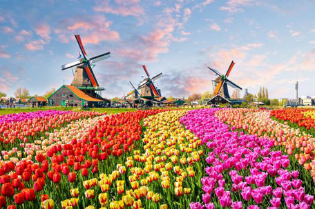 Windmühlen und Tulpen Holland 2025