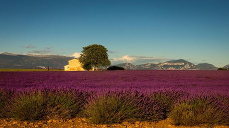 Lavendelfelder in der Provence 2025